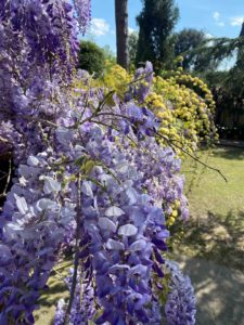 park_palace-hotel_florence_glicine e roselline gialle