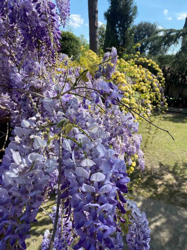 park_palace-hotel_florence_glicine e roselline gialle